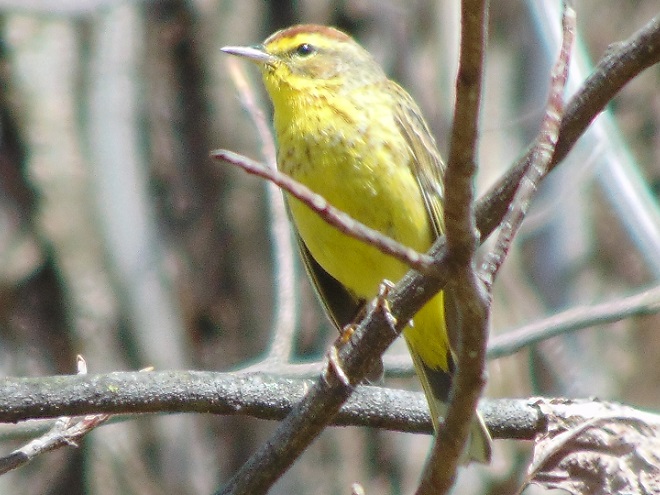 Birds of Conewago Falls in the Lower Susquehanna River Watershed: Palm Warbler