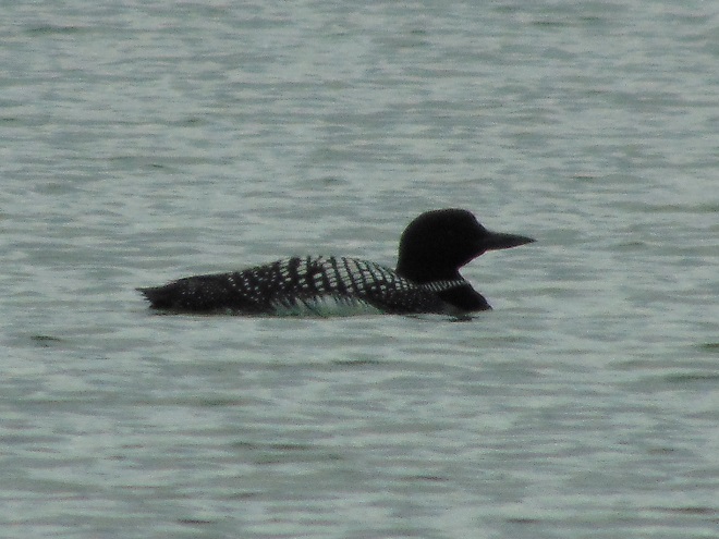 Birds of Conewago Falls in the Lower Susquehanna River Watershed: Common Loon