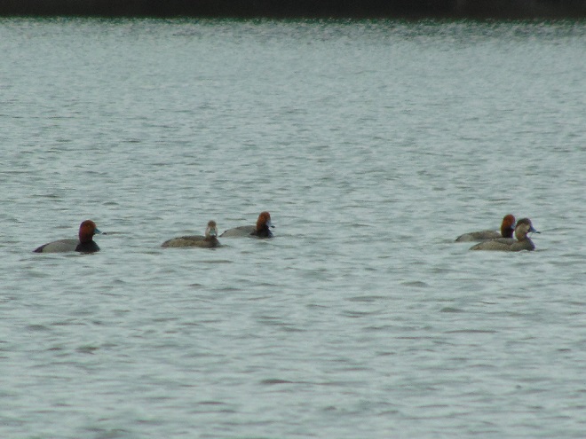 Birds/Waterfowl of Conewago Falls in the Lower Susquehanna River Watershed: Redheads
