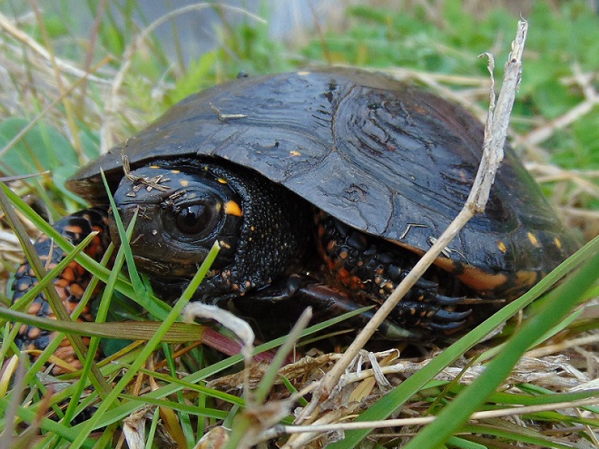 Turtles: Reptiles of the Lower Susquehanna River Watershed: Spotted Turtle