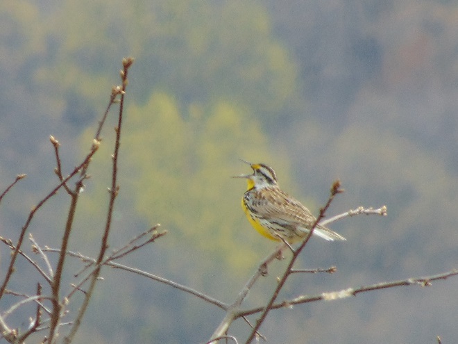 Birds of Conewago Falls in the Lower Susquehanna River Watershed: Eastern Meadowlark