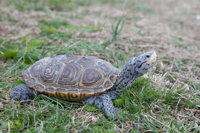 Turtles: Reptiles of the Lower Susquehanna River Watershed: Diamond-backed Terrapin