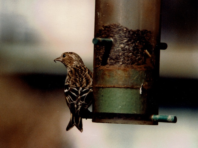 Birds of Conewago Falls in the Lower Susquehanna River Watershed: Pine Siskin