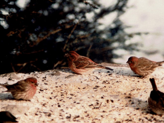 Birds of Conewago Falls in the Lower Susquehanna River Watershed: male Purple Finch and House Finches