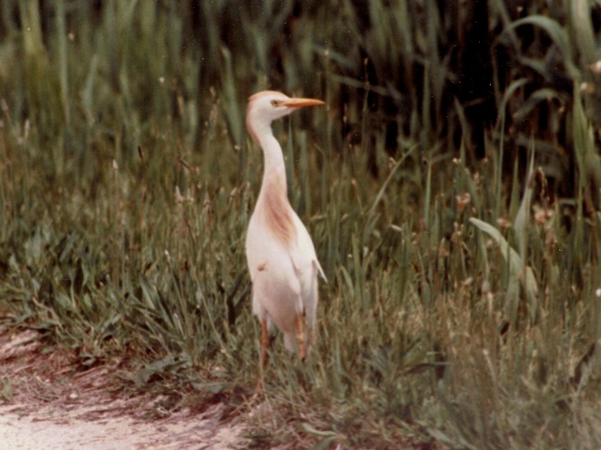 Birds of Conewago Falls in the Lower Susquehanna River Watershed: Cattle Egret