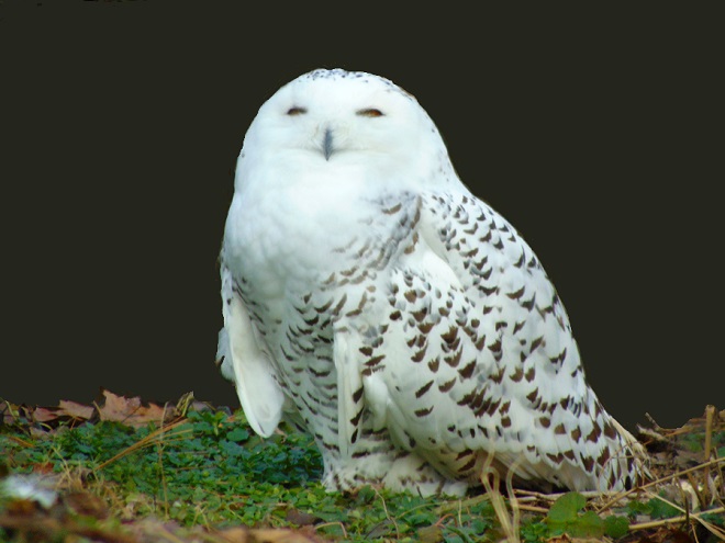 Birds of Conewago Falls in the Lower Susquehanna River Watershed: Snowy Owl