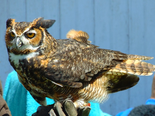 Birds of Conewago Falls in the Lower Susquehanna River Watershed: Great Horned Owl