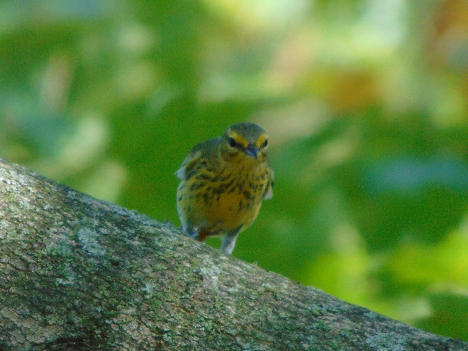 Birds of Conewago Falls in the Lower Susquehanna River Watershed: male Cape May Warbler in basic plumage