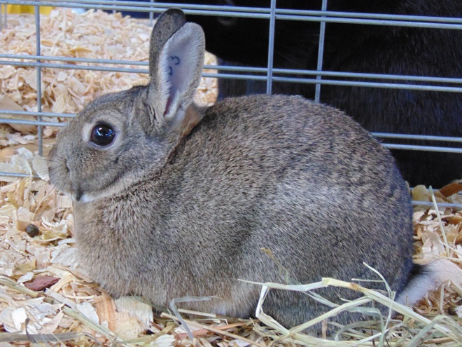 Mammals of the Lower Susquehanna River Watershed: European Rabbit