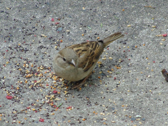 Birds of Conewago Falls in the Lower Susquehanna River Watershed: female House Sparrow