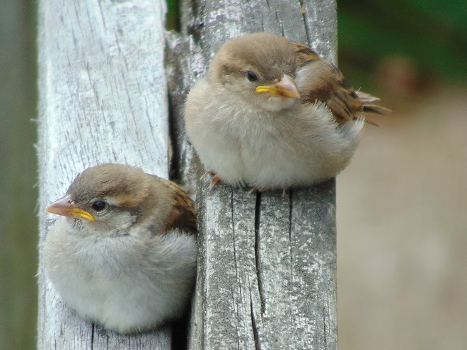 Birds of Conewago Falls in the Lower Susquehanna River Watershed: juvenile House Sparrows