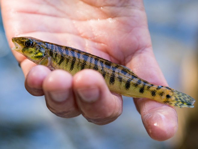Fishes of the Lower Susquehanna River Watershed: Chesapeake Logperch