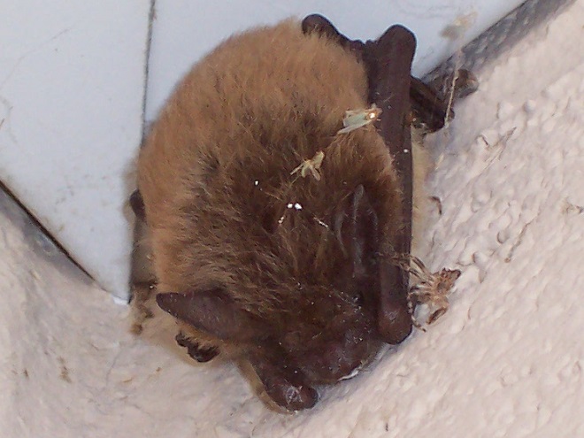 Mammals of the Lower Susquehanna River Watershed: Little Brown Myotis