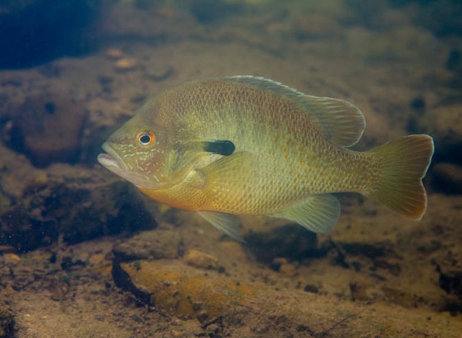 Fishes of the Lower Susquehanna River Watershed: Redbreast Sunfish
