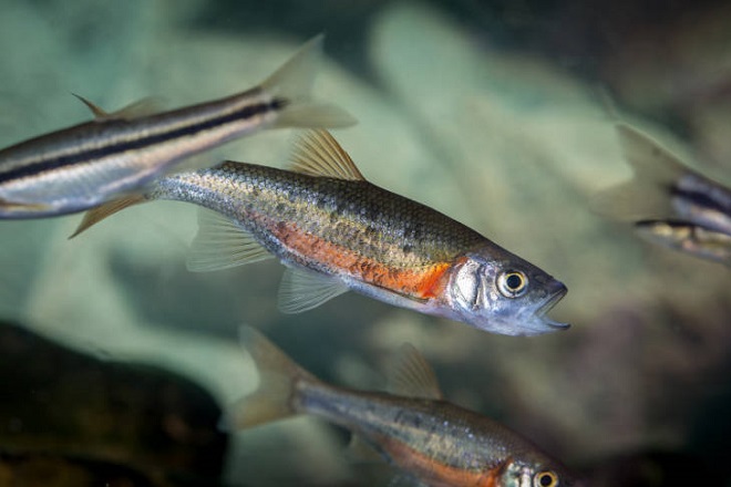 Fishes of the Lower Susquehanna River Watershed: Rosyside Dace
