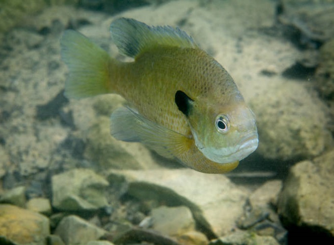 Fishes of the Lower Susquehanna River Watershed: Bluegill