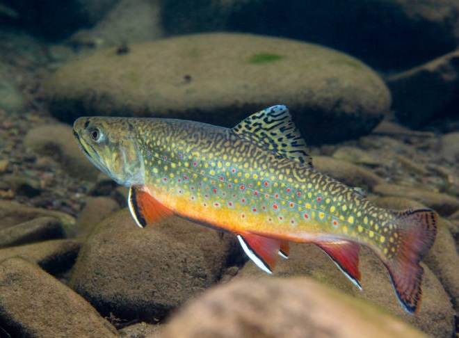 Fishes of the Lower Susquehanna River Watershed: Brook Trout