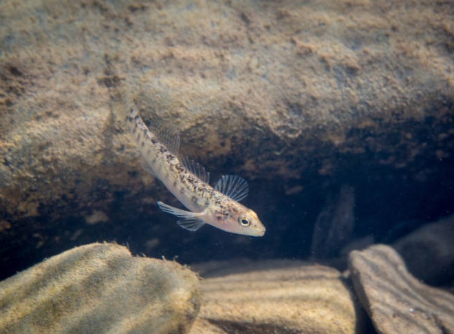 Fishes of the Lower Susquehanna River Watershed: Fantail Darter