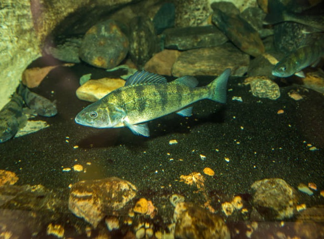 Fishes of the Lower Susquehanna River Watershed: Yellow Perch