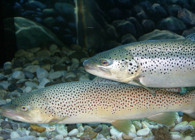 Fishes of the Lower Susquehanna River Watershed: Brown Trout