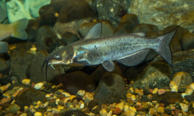 Fishes of the Lower Susquehanna River Watershed: Channel Catfish