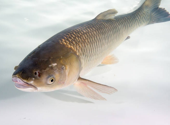 Fishes of the Lower Susquehanna River Watershed: Grass Carp