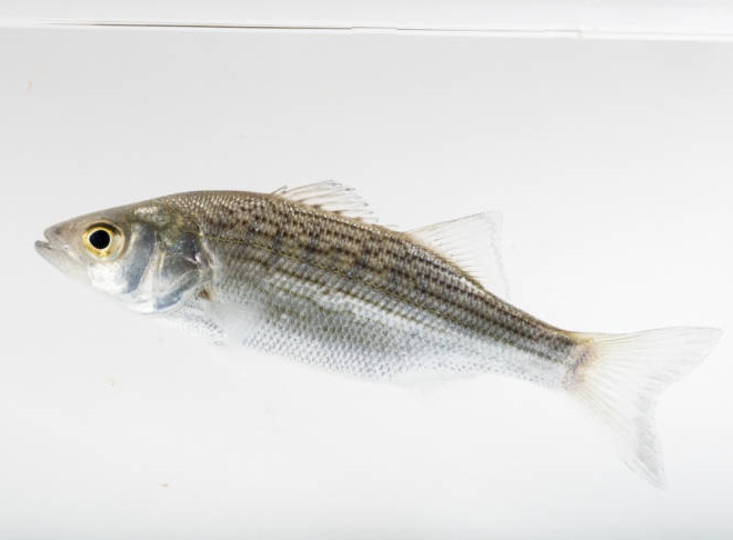 Fishes of the Lower Susquehanna River Watershed: "Hybrid Striped Bass"