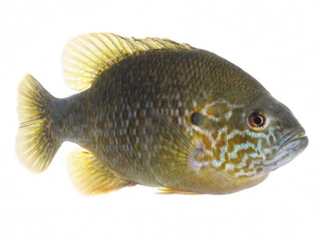 Fishes of the Lower Susquehanna River Watershed: "Hybrid Sunfish"