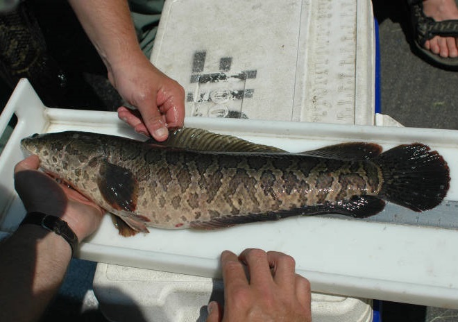 Fishes of the Lower Susquehanna River Watershed: Northern Snakehead