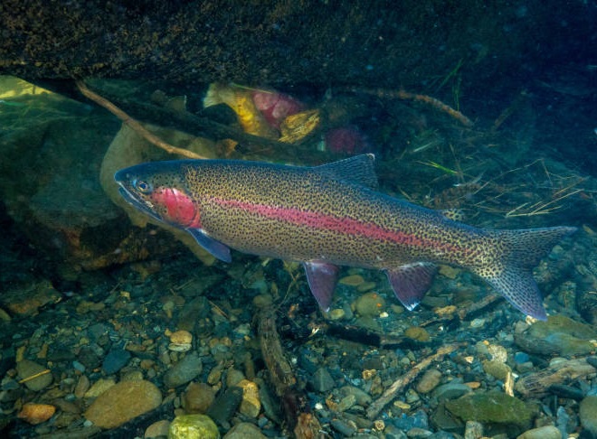 Fishes of the Lower Susquehanna River Watershed: Rainbow Trout