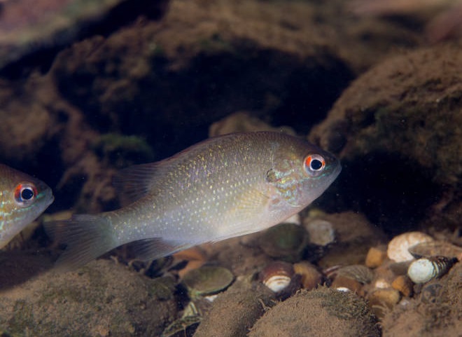 Fishes of the Lower Susquehanna River Watershed: Juvenile Redbreast Sunfish