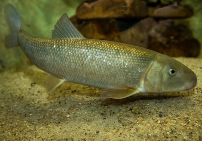 Fishes of the Lower Susquehanna River Watershed: White Sucker