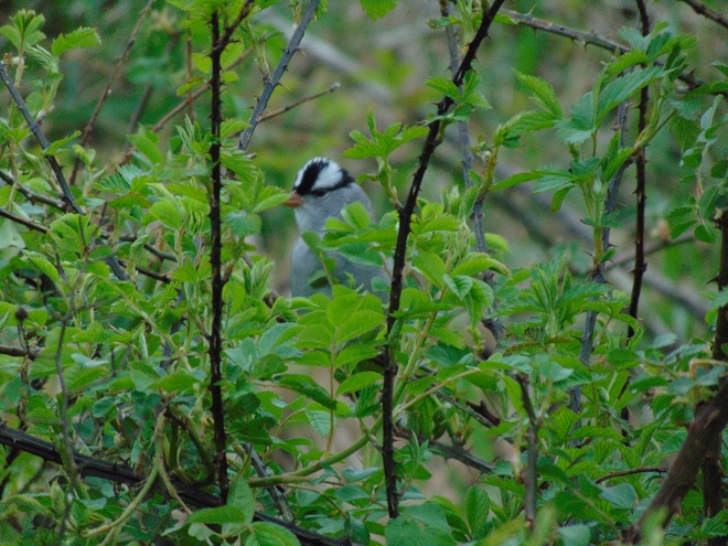 Birds of Conewago Falls in the Lower Susquehanna River Watershed: adult White-crowned Sparrow
