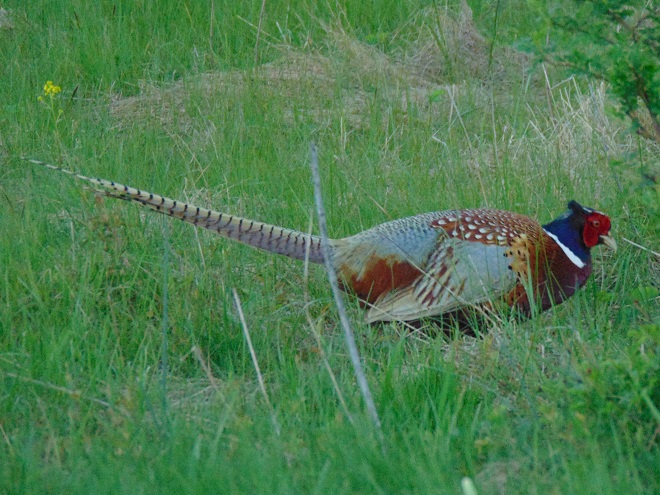 Birds of Conewago Falls in the Lower Susquehanna River Watershed: Ring-necked Pheasant