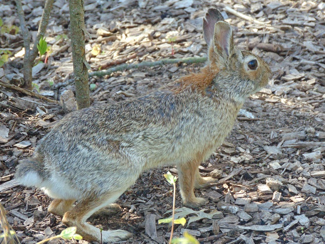 Mammals of the Lower Susquehanna River Watershed: Eastern Cottontail