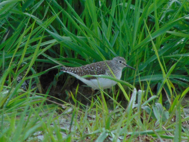 Birds of Conewago Falls in the Lower Susquehanna River Watershed: Solitary Sandpiper