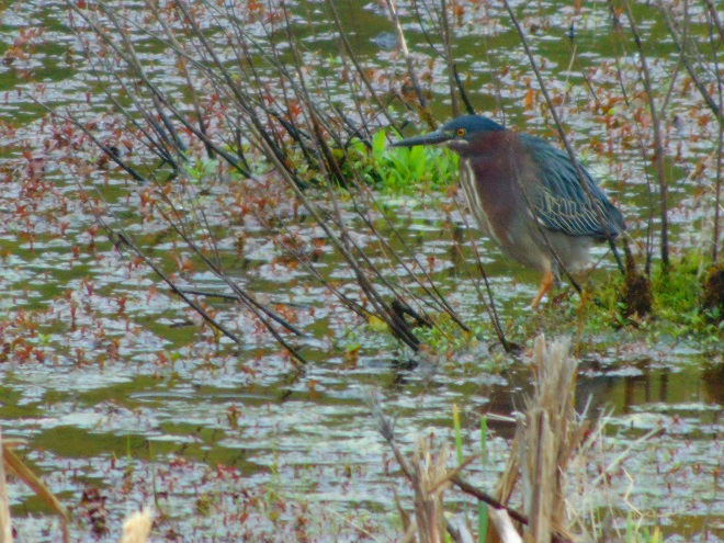 Birds of Conewago Falls in the Lower Susquehanna River Watershed: Green Heron