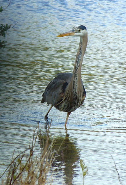 Birds of Conewago Falls in the Lower Susquehanna River Watershed: Great Blue Heron