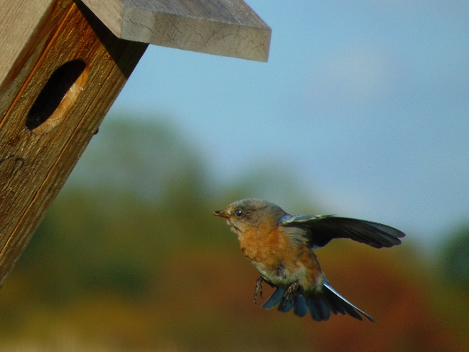 Birds of Conewago Falls in the Lower Susquehanna River Watershed: female Eastern Bluebird