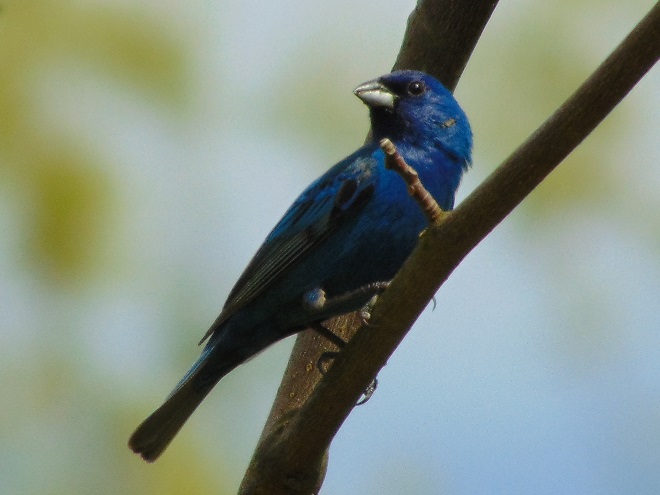 Birds of Conewago Falls in the Lower Susquehanna River Watershed: male Indigo Bunting