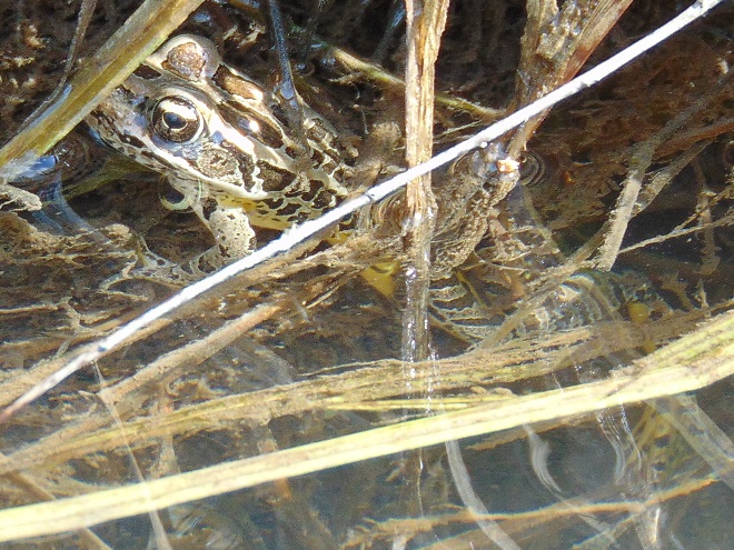 Amphibians of the Lower Susquehanna River Watershed: Pickerel Frog