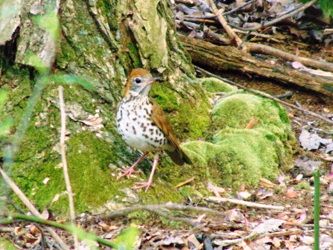 Birds of Conewago Falls in the Lower Susquehanna River Watershed: Wood Thrush