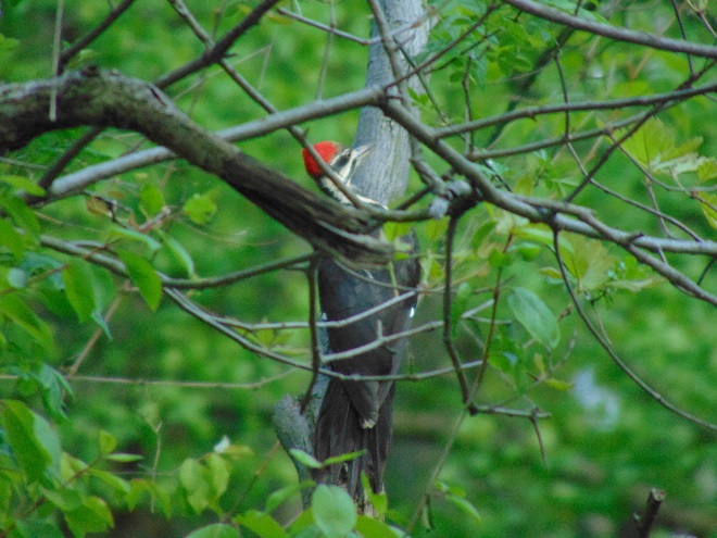 Birds of Conewago Falls in the Lower Susquehanna River Watershed: Pileated Woodpecker