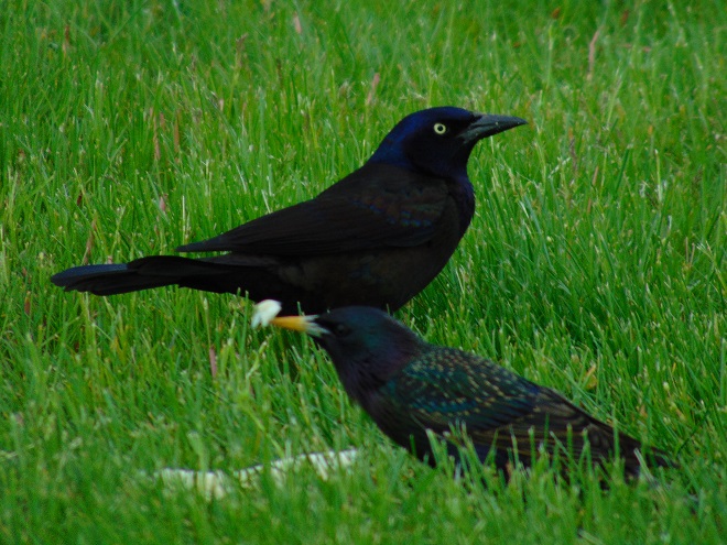 Birds of Conewago Falls in the Lower Susquehanna River Watershed: Common Grackle and European Starling
