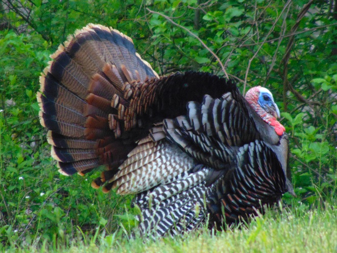 Birds of Conewago Falls in the Lower Susquehanna River Watershed: Wild Turkey displaying