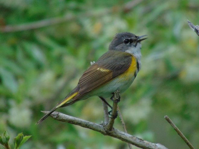 Birds of Conewago Falls in the Lower Susquehanna River Watershed: first-spring male American Redstart