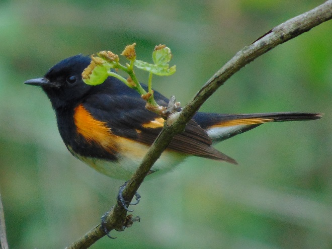 Birds of Conewago Falls in the Lower Susquehanna River Watershed: adult male American Redstart
