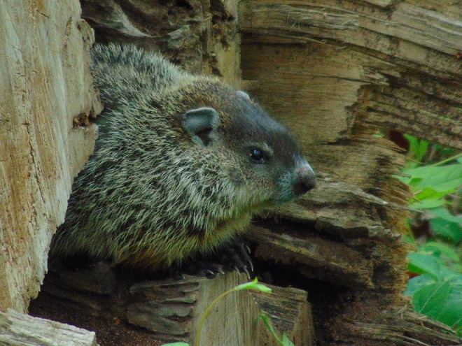 Mammals of the Lower Susquehanna River Watershed: Woodchuck