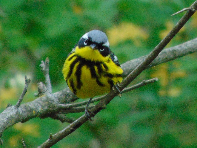 Birds of Conewago Falls in the Lower Susquehanna River Watershed: Magnolia Warbler
