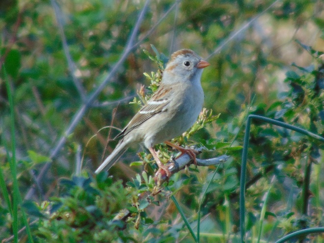 Birds of Conewago Falls in the Lower Susquehanna River Watershed: adult Field Sparrow